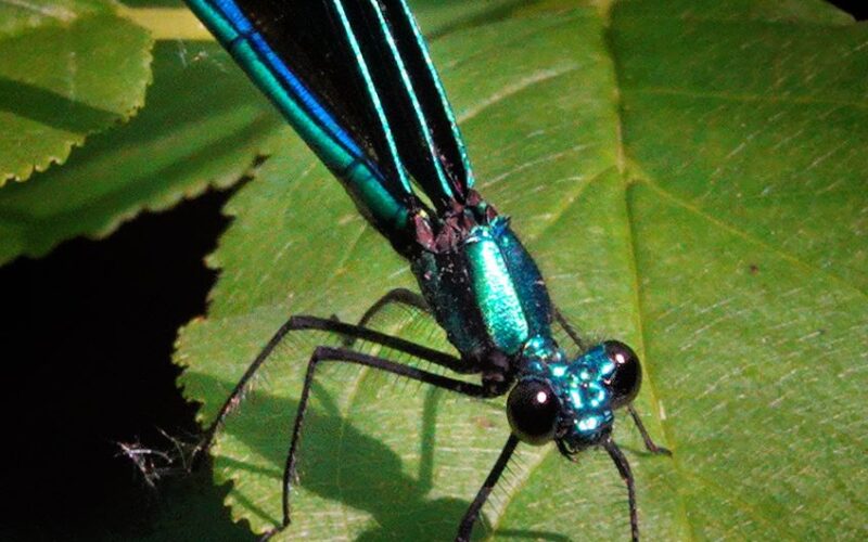 + the iridescent drangonfly